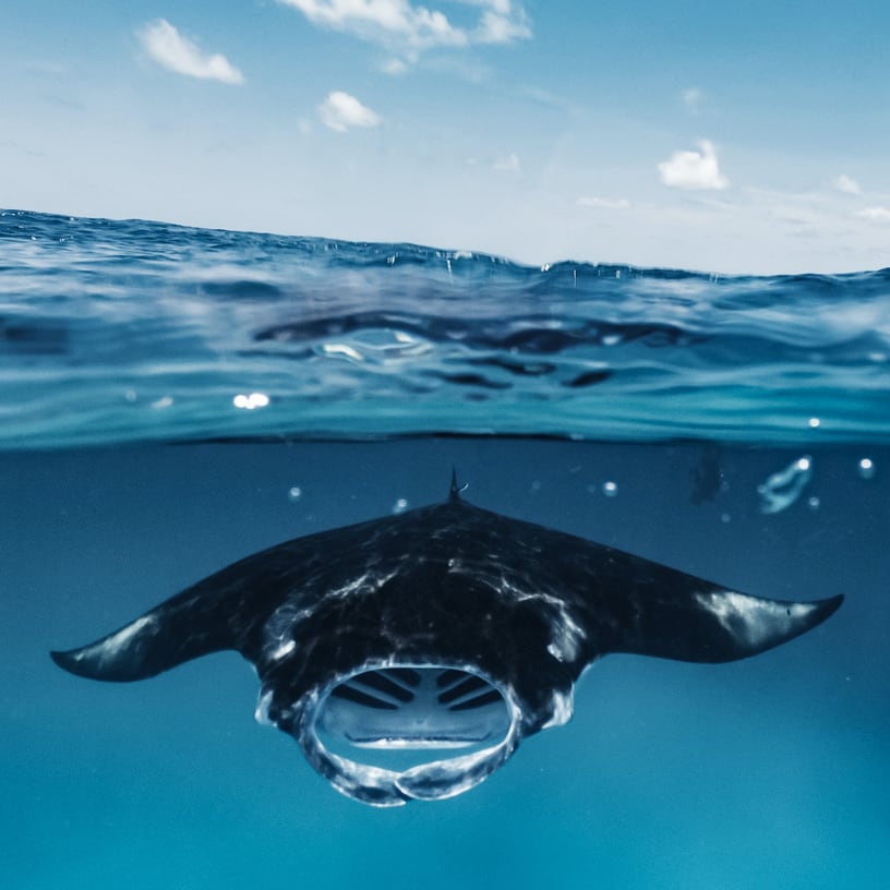 A manta ray swims at the surface of the sea as a diver looks.